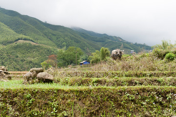 idyllic countryside scene