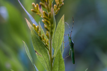 Grasshopper Insect closeup
