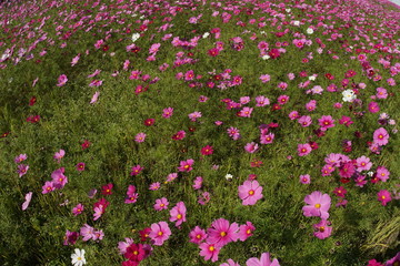 コスモス　秋桜