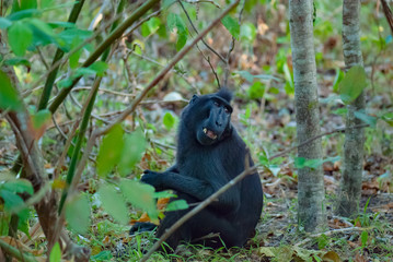 Celebes Black Crested Macaque