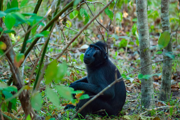 Celebes Black Crested Macaque