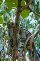 Juvenile Long Tail Macaque