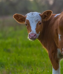 Calf in the meadow. The calf on the river bank grazes. Pets, cows in the pasture. Farm animals in nature.