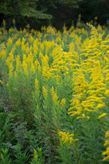 セイタカアワダチソウ