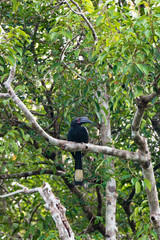 Sumatra Hornbill