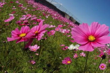 コスモス　秋桜