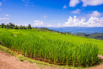 Fototapeta na wymiar Small house and rice terraces field at pabongpaing village rice terraces Mae-Jam Chiang mai, Thailand