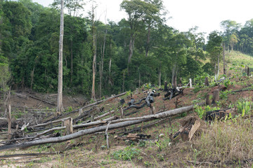 Fototapeta na wymiar Tropical deforestation
