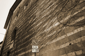 Erba rampicante su muro del centro storico di Assisi