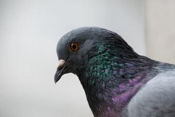 Pigeon close up portrait.