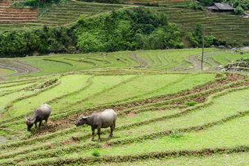 countryside scene sapa