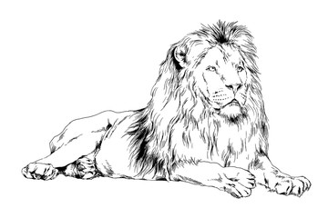 Obraz premium lew narysowany tuszem z rąk logo tatuażu drapieżnika