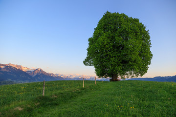 Linde auf der Wittelsbacher Höhe