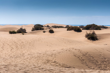 Coastal dunes in Maspalomas beach, Gran Canaria Island, Canary Islands, Spain.