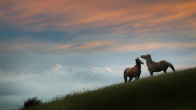 Two wild Kaimanawa horses in the mountain ranges with Mount Ruapehu in the distance