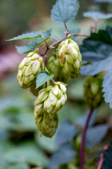 Fototapeta premium frischer Hopfen blüht an einem Baum