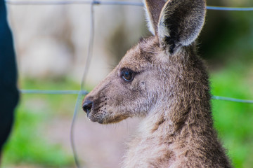 Kangaroo