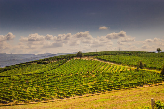Santa Vittoria d'Alba village, vineyards and countryside landscape in Piemonte. Alba Piemonte, Italy Europe.