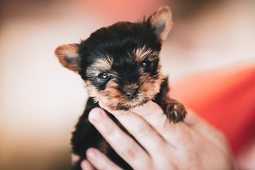 Small Cute Yorkshire Terrier Dog Puppy