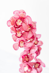 Beautiful pink blossoms of Cymbidium orchids. Pretty exotic Japanese garden flowers, tropical...