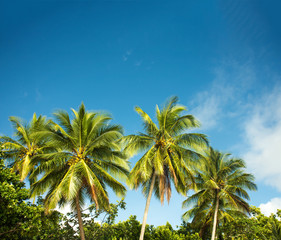 Fototapeta na wymiar green palms on the beach, bay