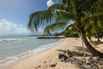 Paradise tropical beach and palm trees, the Gosier in Guadeloupe island, Caribbean. Travel, Tourism and Vacations Concept.