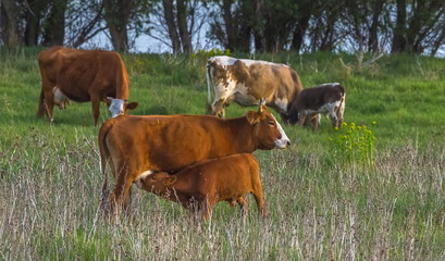 Fototapeta premium Calf in the meadow with mom. The calf on the river bank grazes with a cow. Pets, cow in pasture.