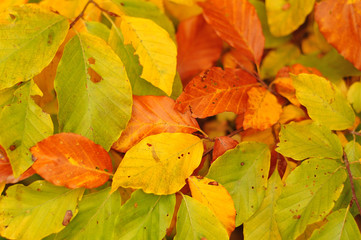 beech leaves in autumn