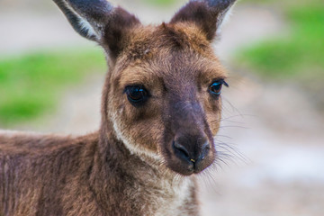 Kangaroo