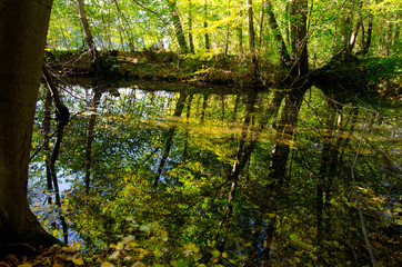 Herbst in den Rheinauen