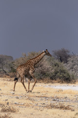 Giraffe geht Spazieren