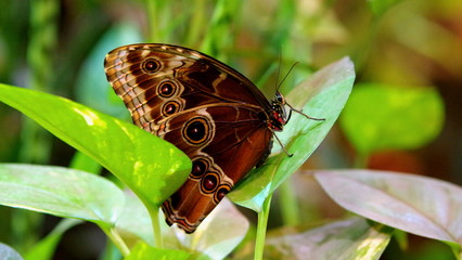 Przestrojnik trawnik, piękny motyl z Europy Środkowej i Północnej oraz umiarkowanej strefy Azji