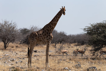 Giraffe und Springböcke