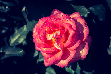 Beautiful Rose with water drops