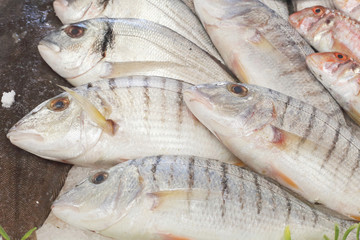 Fish in the market