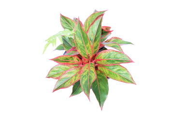 Top view of green house plant isolated on white background