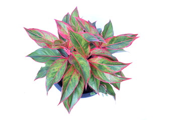 Top view of green house plant isolated on white background