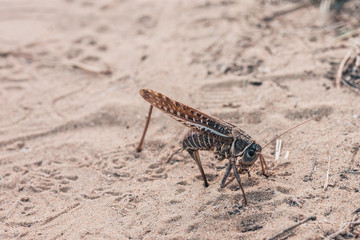 Big grasshopper cricket on the sand in Provence