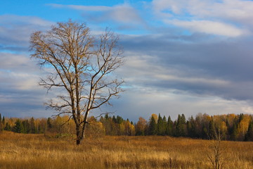 Autumn forest and a lonely tree lit by the sun