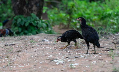 Shade and copy space of chick is pecking rice kernels on the floor in the countryside of Thailand.