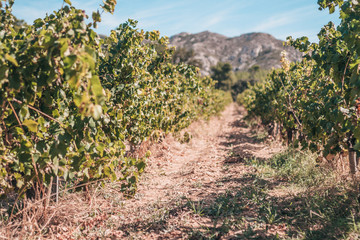 Fototapeta na wymiar Autumn in Provence - vineyards of France
