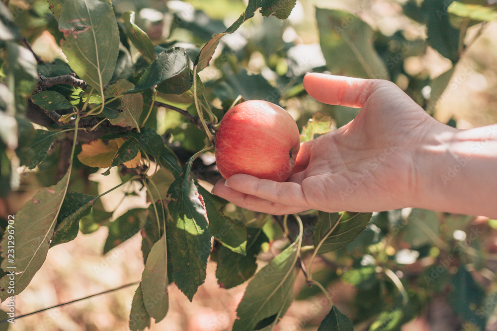 Wall mural Autumn in Provence - apple farm