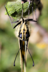 Swallowtail on cocoon