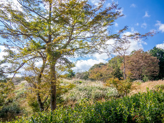 【静岡県伊豆市】秋の公園風景【修善寺虹の郷】