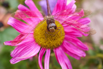 Dragonfly on a pink flower