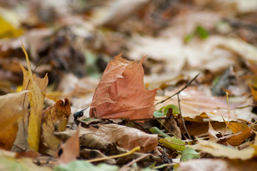 texture of autumnal leaves falling on the floor in the forest