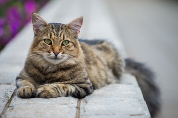 Obraz premium Gray kitten on the street