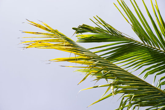 Green leaf of Coconut palm tree on blue sky background .
