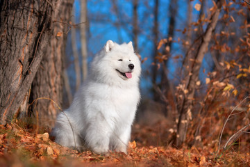 White dog breed Samoyed sitting on the banks of the river in the woods. Autumn, Siberia, forest. © Евгения Шихалеева
