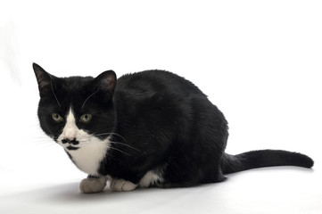 Black and white cat posing